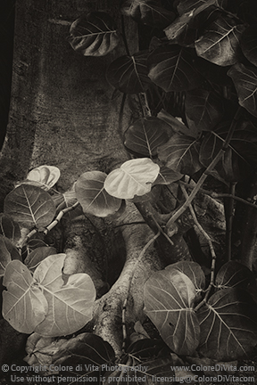 Sepia toned photograph of a tree trunk growing out of the ground with a winding vine of large leaves in front of it